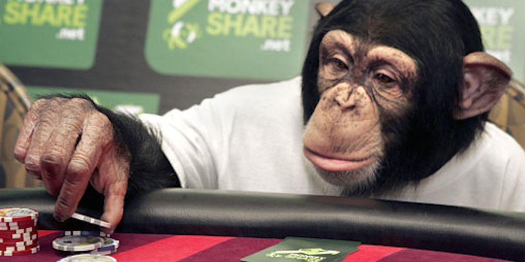 Les singes peuvent nous apprendre &agrave; jouer au casino en ligne 