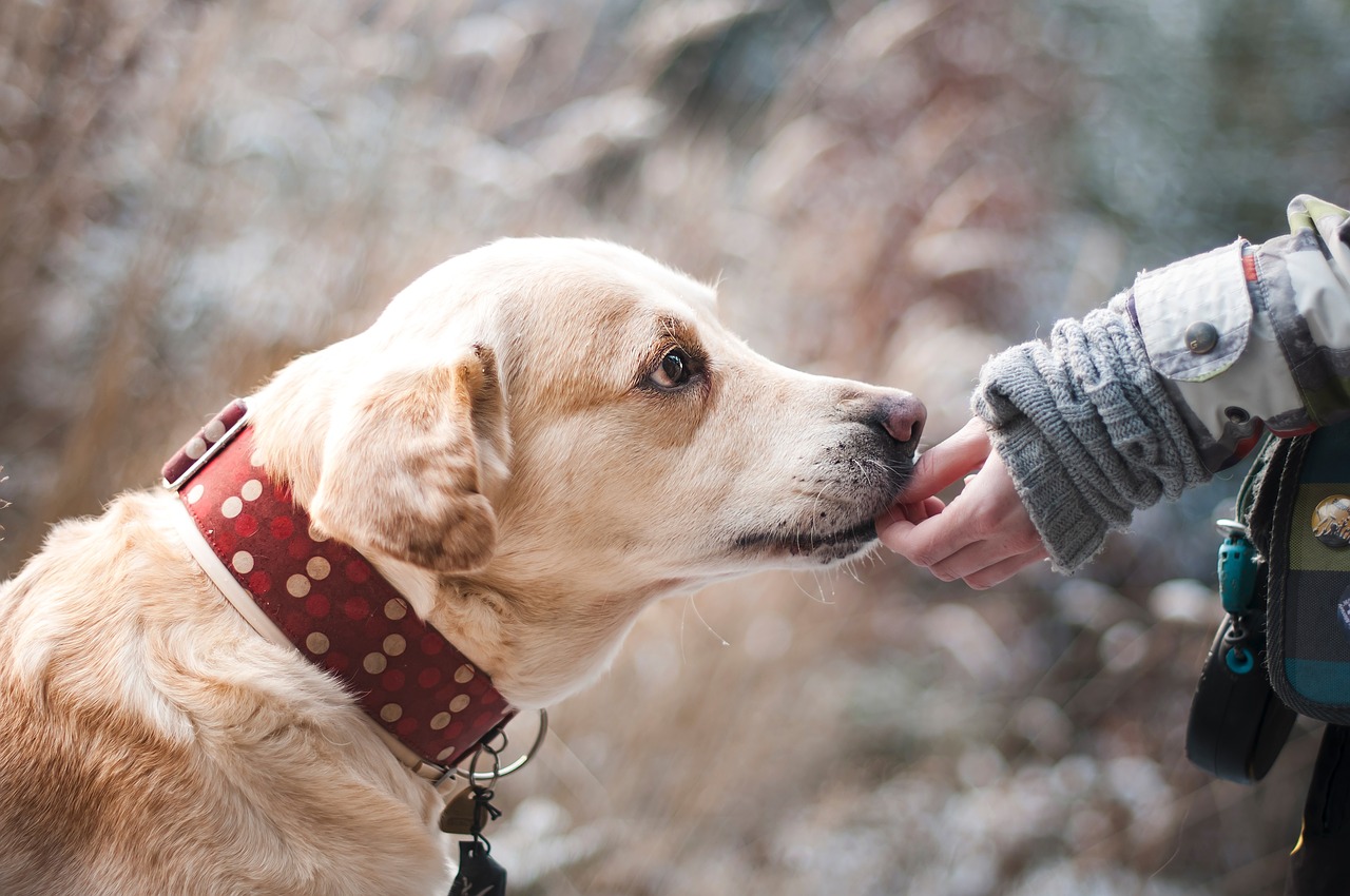 Les meilleures applications pour dresser son chien