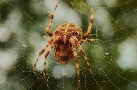Is Music Made From Spider Webs As Creepy As The Spider?26 39 201 Blobid0